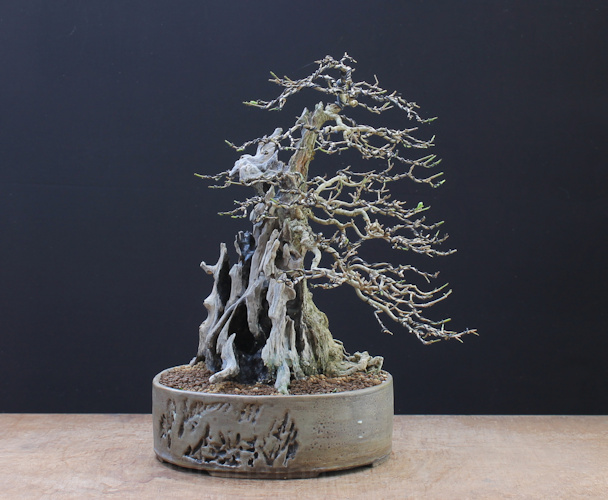 privet bonsai